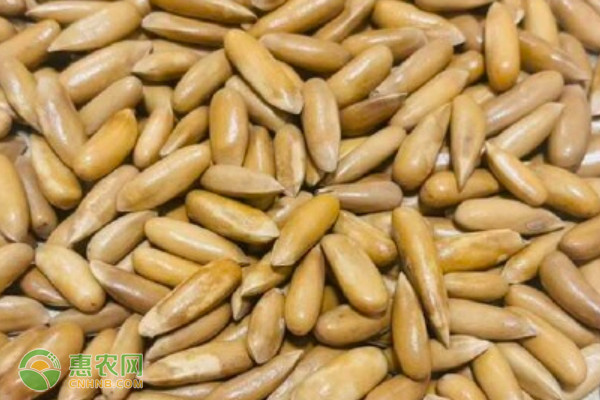 2026年松子价格多少钱一斤？(图3)