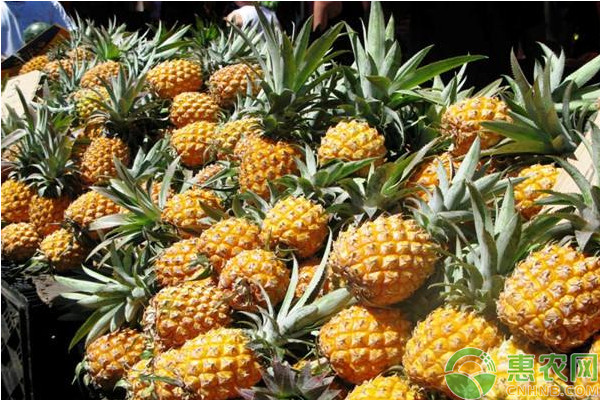2026年菠萝价格多少钱一斤？(图1)