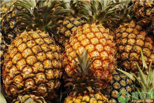 2026年菠萝价格多少钱一斤？(图2)