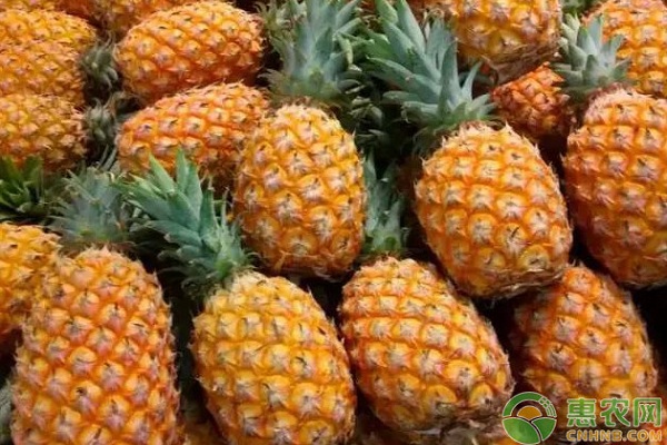 2026年菠萝价格多少钱一斤？(图3)