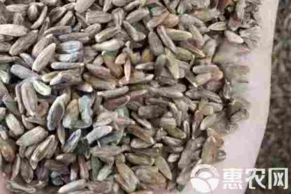 2026年白术价格多少钱一斤？(图1)