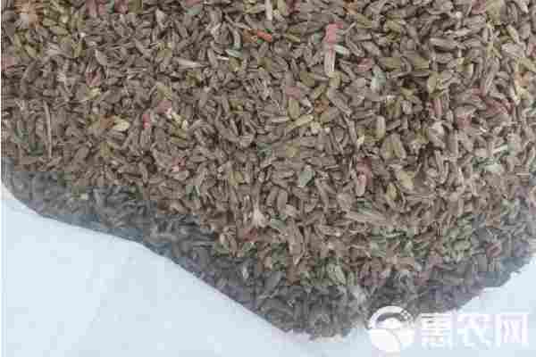 2026年白术价格多少钱一斤？(图2)