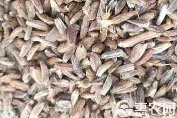 2026年白术价格多少钱一斤？(图3)