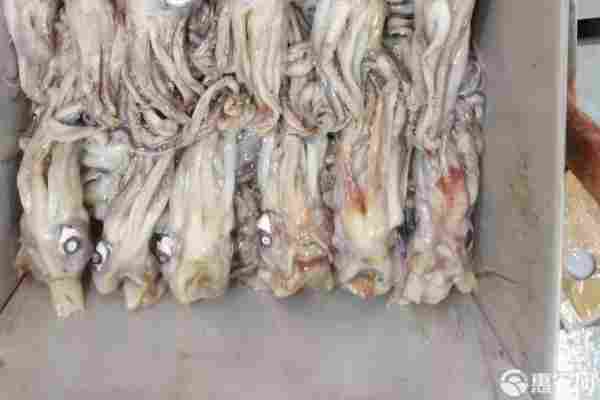 2026年鱿鱼价格多少钱一斤？(图1)