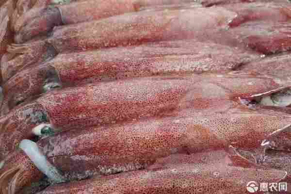 2026年鱿鱼价格多少钱一斤？(图2)