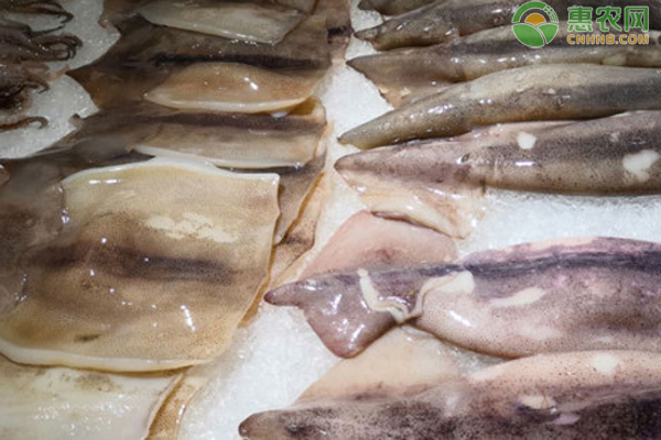 2026年鱿鱼价格多少钱一斤？(图3)