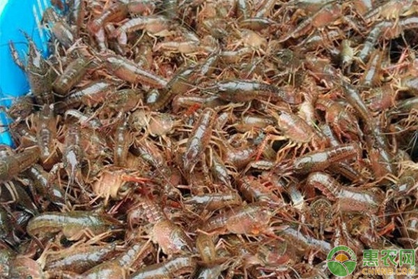 2026年小龙虾价格多少钱一斤？(图1)