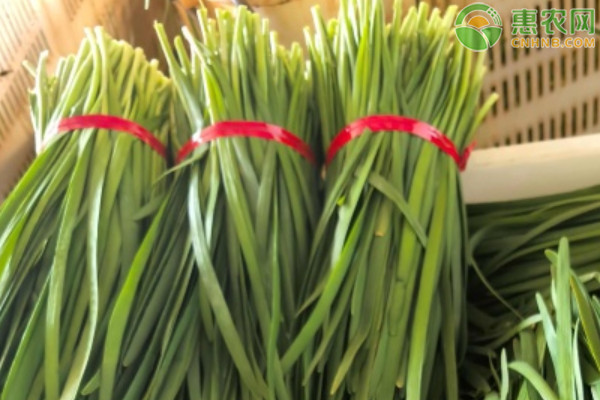 2026年韭菜价格多少钱一斤？(图1)