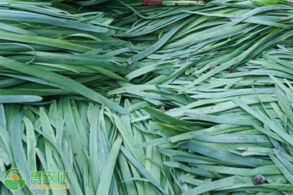2026年韭菜价格多少钱一斤？(图2)